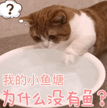  猫咪奇怪的行为大揭秘,看看你家主子有没有过