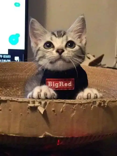  怕猫咪孤单,网友给猫咪找了个小女朋友,果然长大后很有夫妻相