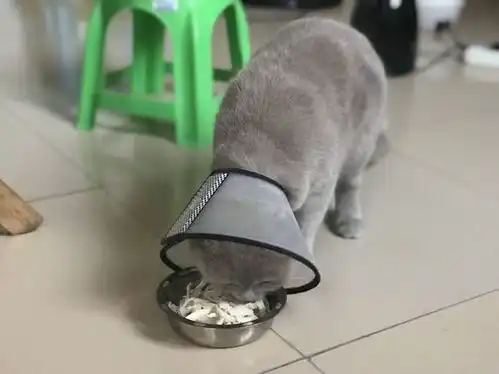  蓝猫做完绝育后依然乱叫,第二天看到猫的表情后完了,摊上事了