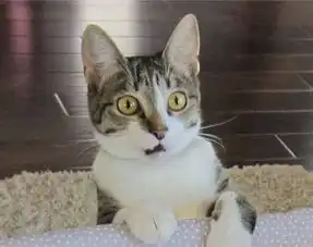  爆笑猫咪见到小宝宝的第一瞬间,这些表情简直太有戏了