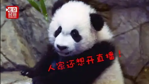  美国政府停摆殃及国家动物园熊猫直播被迫中断粉丝很生气