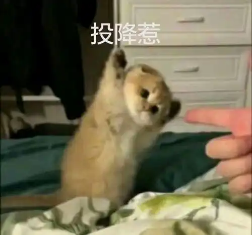  小仙女专用表情包