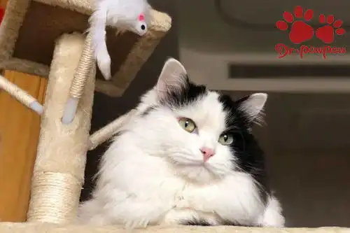  猫用营养膏猫感冒药吃多了的后果会怎样