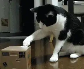  猫告诉我这不是真的这表情活生生吓成了jpg