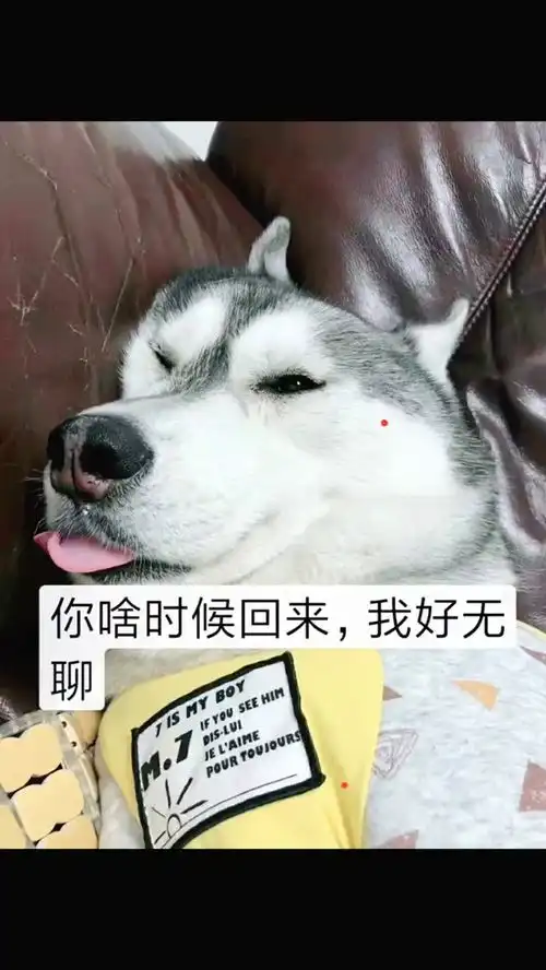  来一波哈士奇表情包