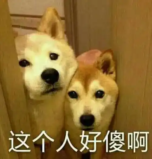 狗狗开心表情包图片柴犬
