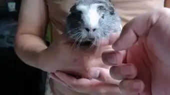  豚鼠特工队全集