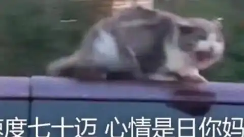  泰菲家族齐聚猫我太难了哔哩哔哩bilibili