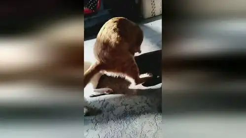  这表情你看见啥啦切关注我关注全民小视频吧