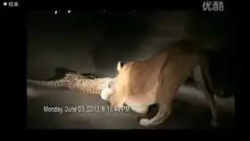  花豹遇到狮子握草你tm吓老子一跳棕鬣狗遇到狮子小意思常规操作