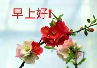 早上好,史上最全的早上好表情图片送给你请查收 早上好,史上最全的早上好表情图片送给你请查收