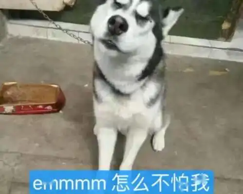 二哈在农村住了1个月,主人去接狗时笑疯,狗大兄弟有点眼熟啊 二哈在农村住了1个月,主人去接狗时笑疯,狗大兄弟有点眼熟啊