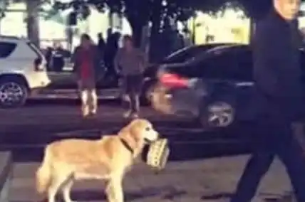  金毛逛到一半却发现跟错了人,表情这么无奈怪不得那么多人围观