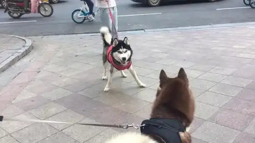  拉着绳子就互相凶对方,把绳子松掉就秒怂哈士奇真的是奇葩的存在