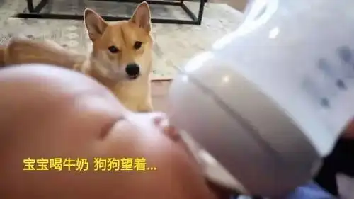  柴犬目不转睛的看着小主人喝牛奶,主人擦擦你的口水
