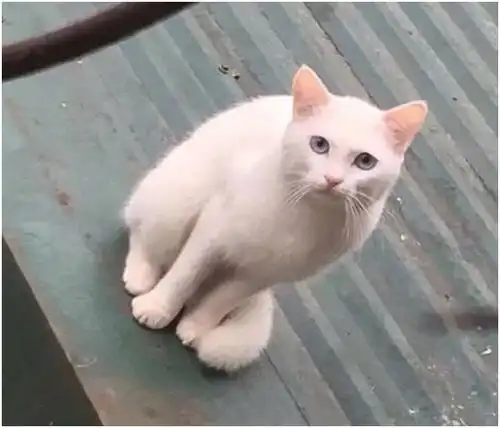  猫咪闯祸后被主人关门外,最后它向主人卖萌认错,表情自带笑点