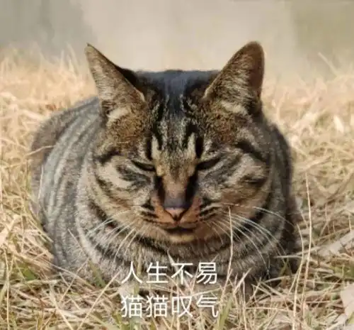  什么你还没有这套南审猫猫表情包