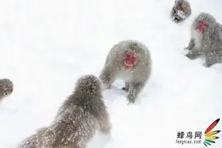  日本猕猴泡温泉