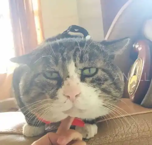  这只胖乎乎的虎斑猫,天生就是一个可爱的表情包