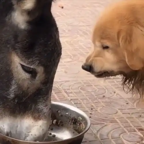 马还没吃两口呢,狗子就龇牙咧嘴,谁抢谁的饭碗心里没点数吗