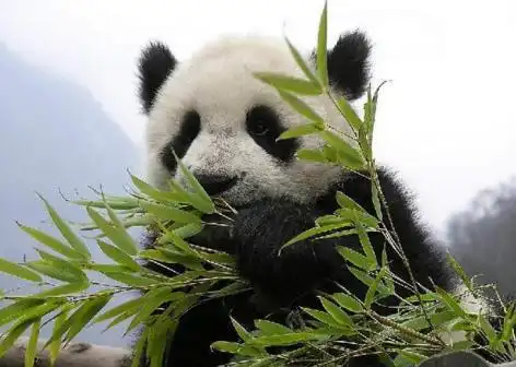  食肉目生活习性全解析鬣狗猫科熊科熊类鼬科网易订阅