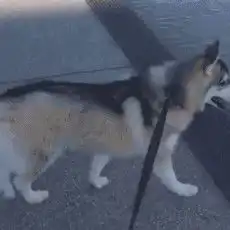 哈士奇表情包动图销号