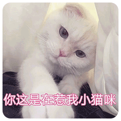  可爱猫咪表情包