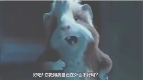  豚鼠特工小豚鼠靠北极星定位我可能还没一只豚鼠智商高