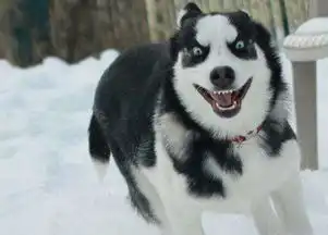  哈士奇二是真二,但是却阻挡不了优秀的本质,魅力超强无人能挡