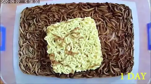  面包虫进食速度大揭秘它多久能吃完一包方便面
