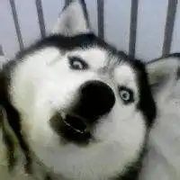 哈士奇闪电表情包