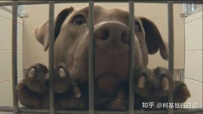 好不好嘛表情包撒娇柯基