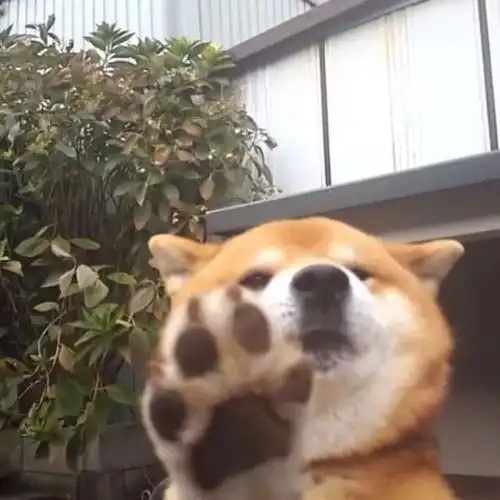  致可爱又出乎意料的您