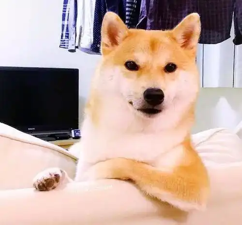 难受的表情包想哭柴犬