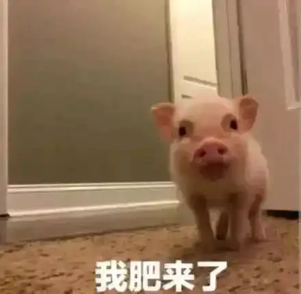 猪被打表情包猪年