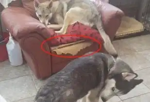 二哈跟狼犬打架,一开始超凶后来却秒怂,小表情笑哭主人 二哈跟狼犬打架,一开始超凶后来却秒怂,小表情笑哭主人