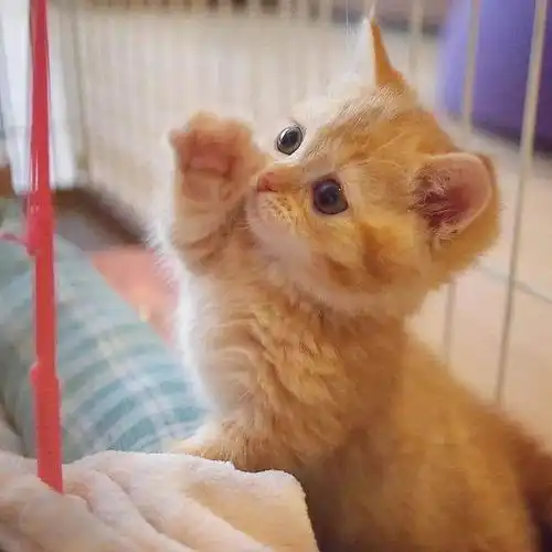 加菲猫表情包小视频只有