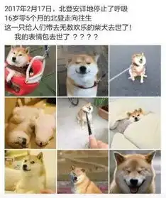  悼念表情包柴犬之前,是不是应该先了解一下事实