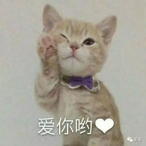  妈妈不能用猫做微信头像
