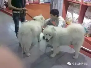  一对青梅竹马的萨摩耶竟然在老婆生产这天闹掰了,原因是娃有问题