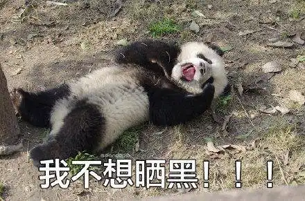  滚滚表情包第四弹表情包届王者,非我莫属