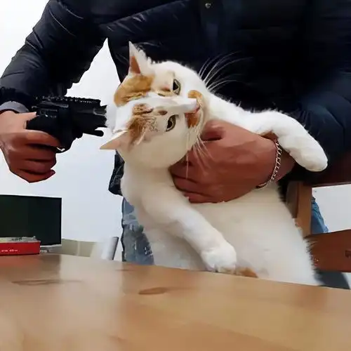 担心表情包猫咪感情