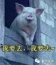  自从这些猪住进了新田首个四季恒温养猪场,它们就......