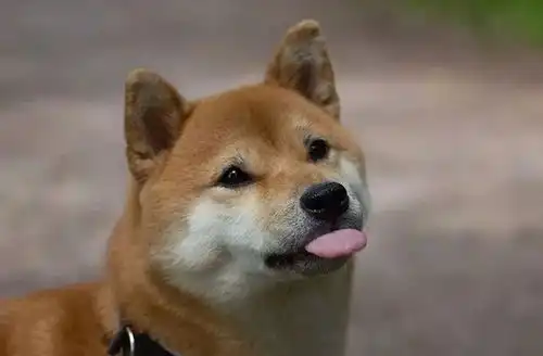 柴犬表情包图片王二溪