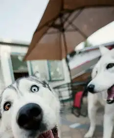  寄养遛狗早上晚上时间不限