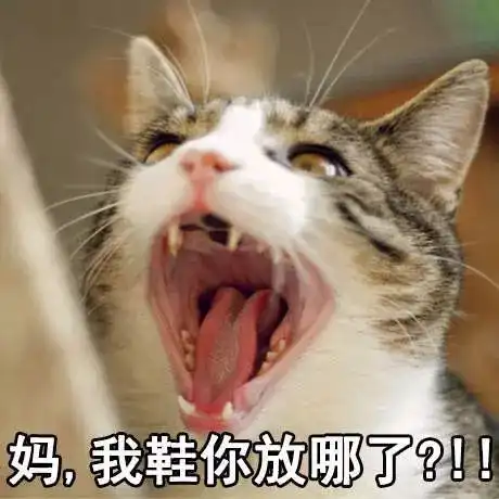 不一样表情包一只猫