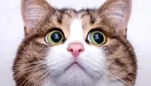 担心表情包猫咪公猫