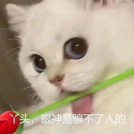  猫咪头拿玫瑰表情包