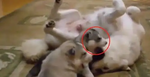  哈士奇出门浪不小心怀孕当了妈,带娃的表情很搞笑