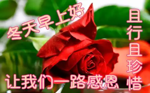  11月15日最漂亮早上好动态表情图片大全,早晨好动图美图大全
